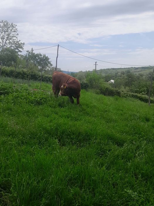 Vițăl de vînzare!!