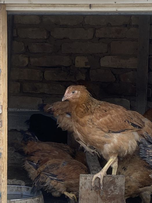 Балапандар сатылады 3 айлық