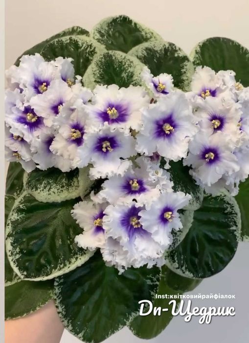 Фиалка (сенполия) Dn-Щедрик