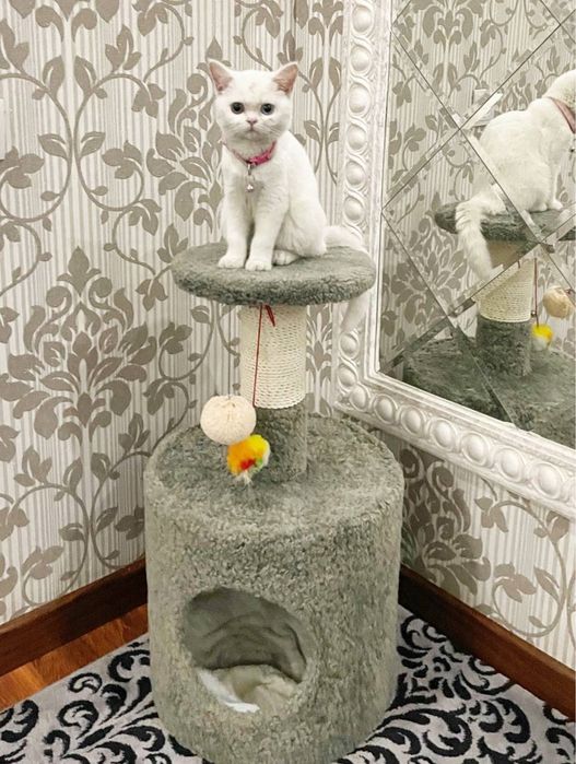 Mushuk sotladi srochna qz bola 6 oylik