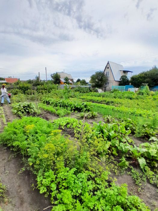 Продам дачу в обществе "Ромашка "