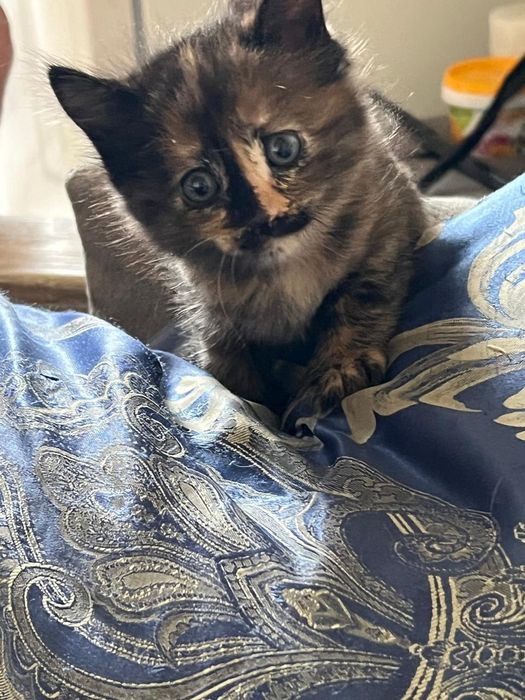 Котята в хорошие руки