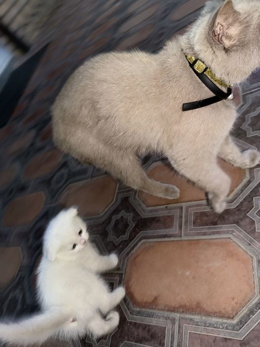 Породистая кошка