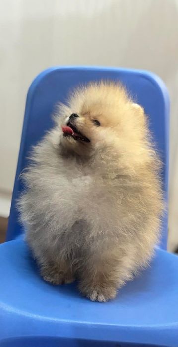 Продавам померан