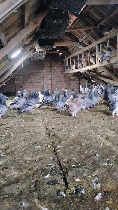 Vând porumbei poștaș