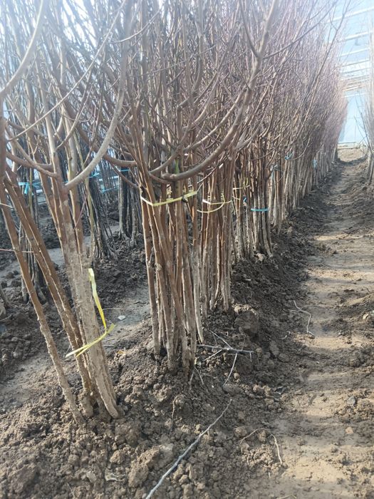 Сотилади Мевали кучатлар, ландшафт гуллари атир гул. Продаю Саженцы