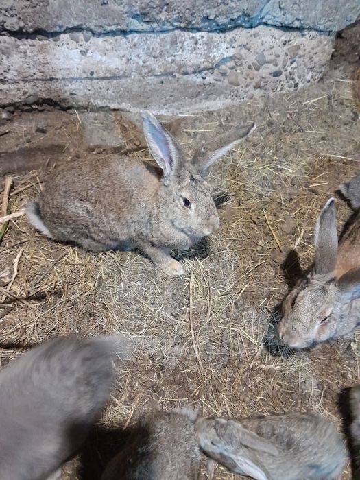 Кролики продам великаны