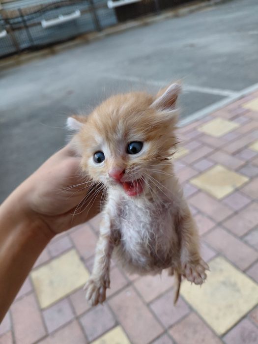 Новорождённый котёнок