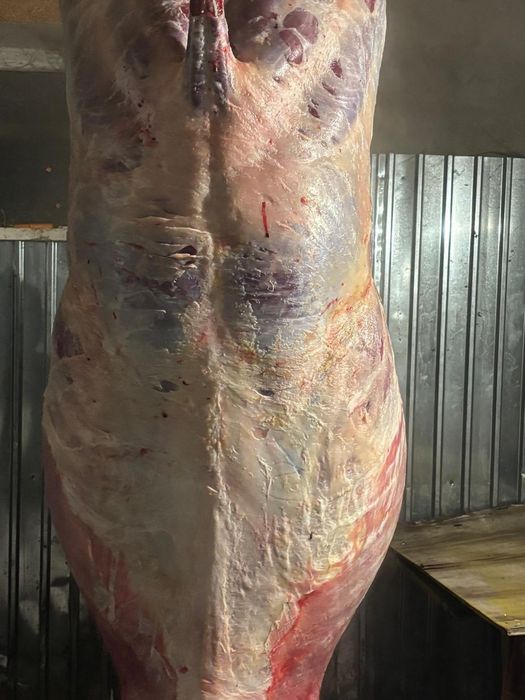 Кунан сатылады срочно