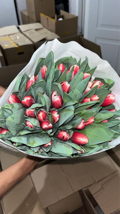 Премиальные тюльпаны