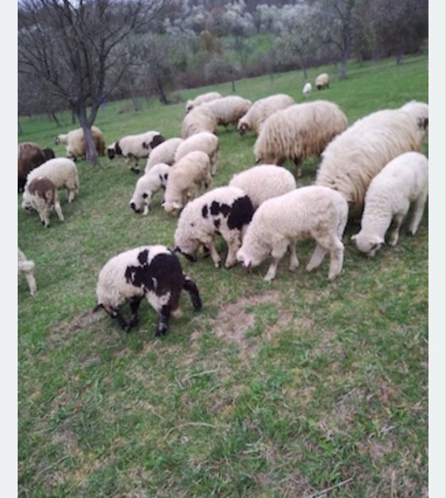 Miei de vânzare 40 lei kg tăiat s-au 23lei kg in viu