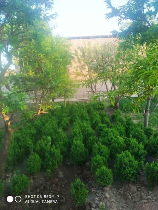 Kustarniklar sotiladi Eunomis Japonica Bravo, shamshod , magoniya