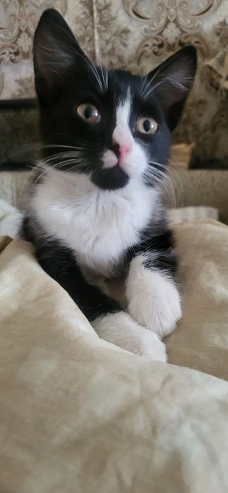 Отдам котёнка в добрые руки