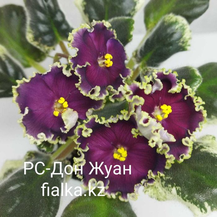 Сортовые фиалки!