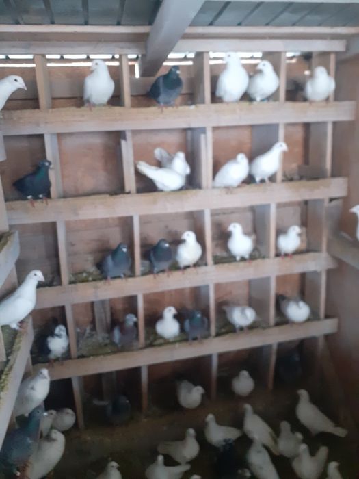 De vanzare porumbei voiajori