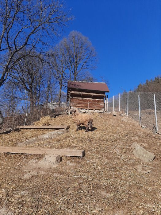 Vand berbecuț bucalau