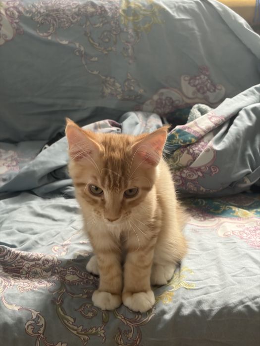 Котенок Мейн-кун мальчик