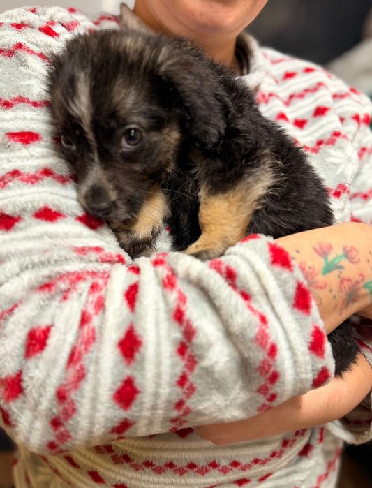 Puiuți de cățeluș își caută căsuța