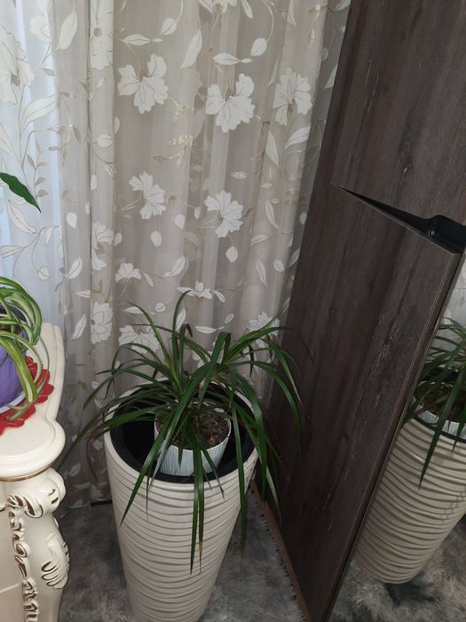 Продам комнатные цветы