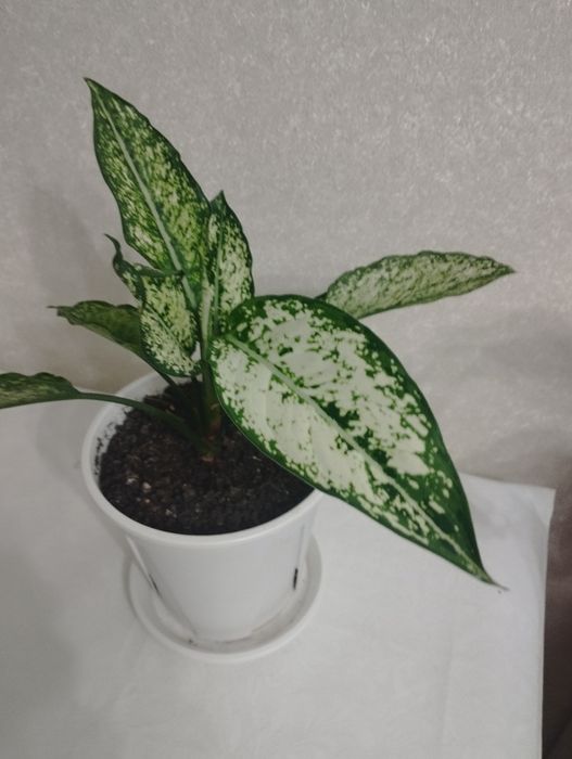 Комнатные цветы: аглаонема, район Евразии