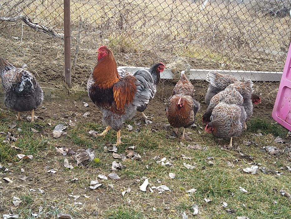 Oua incubator gaini wyandott rosu albastru