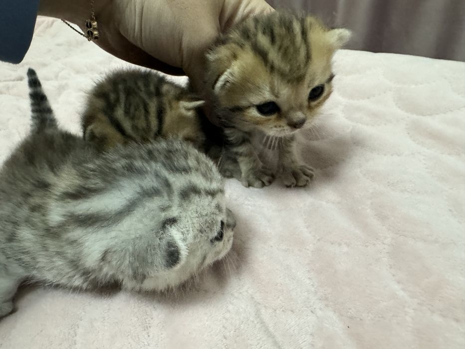 Продам Шотландских котят