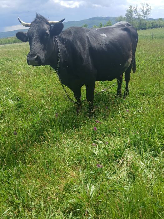 Vand vaca gestanta in 8 luni.