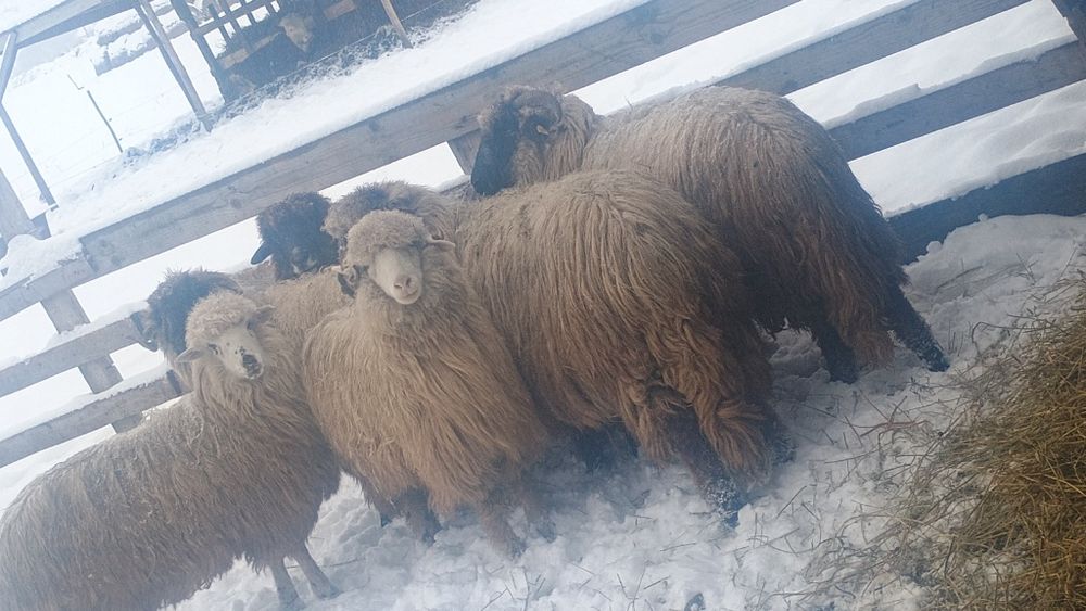 Oi tinere de vânzare