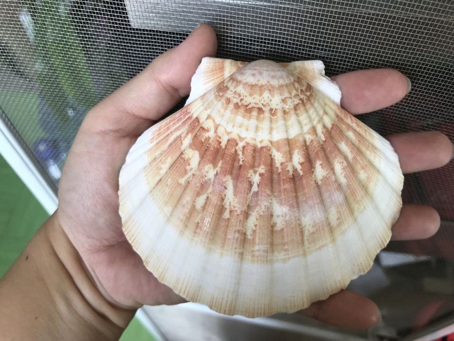 Морские раковины для тепла и уюта в доме