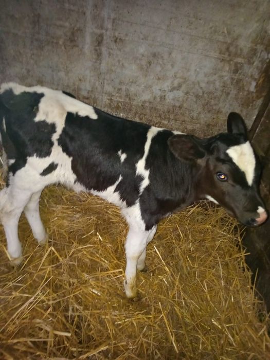 Vând un tăuraș  bălțat