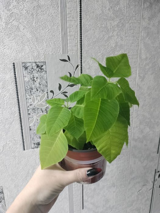 Продам Пуансеттию (рождественская звезда)