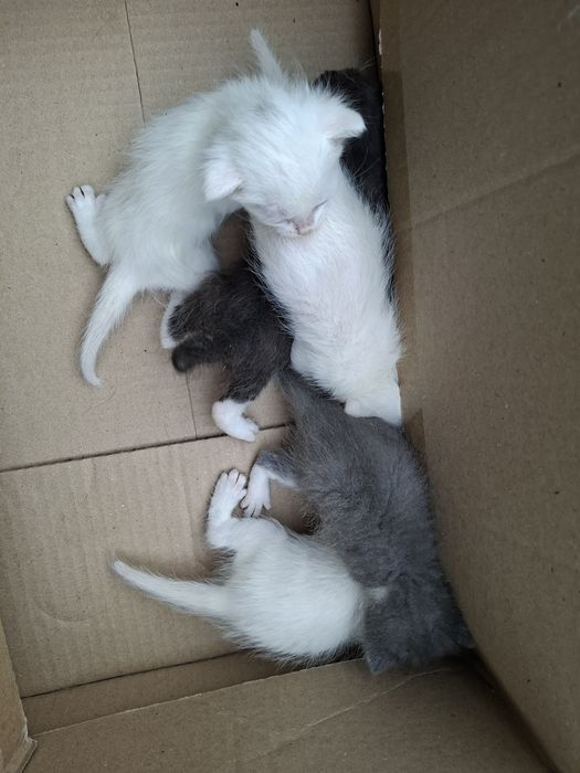 Отдам котят в хорошие руки