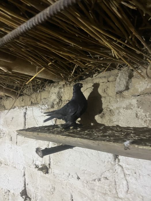 Голуби двух Чубы