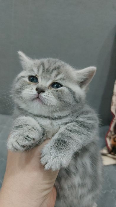 Продам кошечку британку с документами