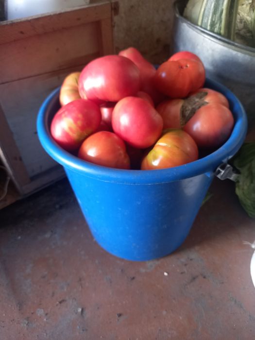 Продам домашние помидоры