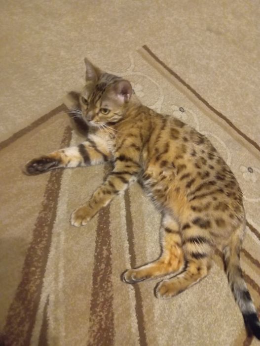 Продам бенгальская кошка