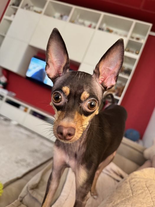 Той-терьер Миланья ищет ковалера