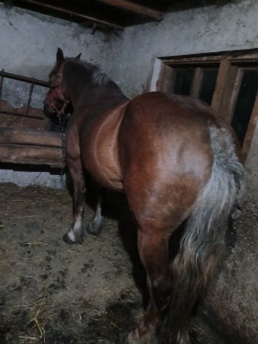 Iapa de vanzare,