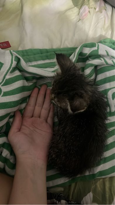 отдам в добрые руки ласковую кошечку
