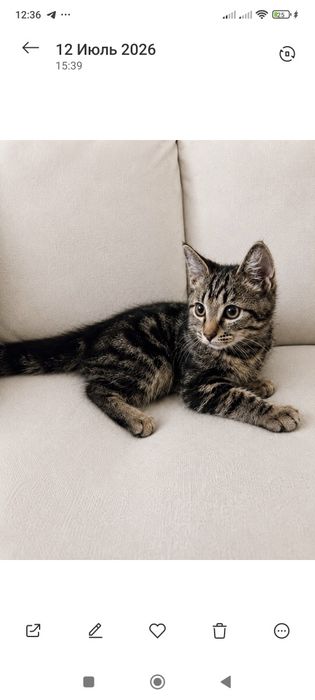 Котенок мальчик в надёжные руки