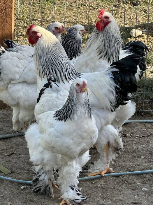 Pui Brahma, Wyandotte, Matase Japoneza