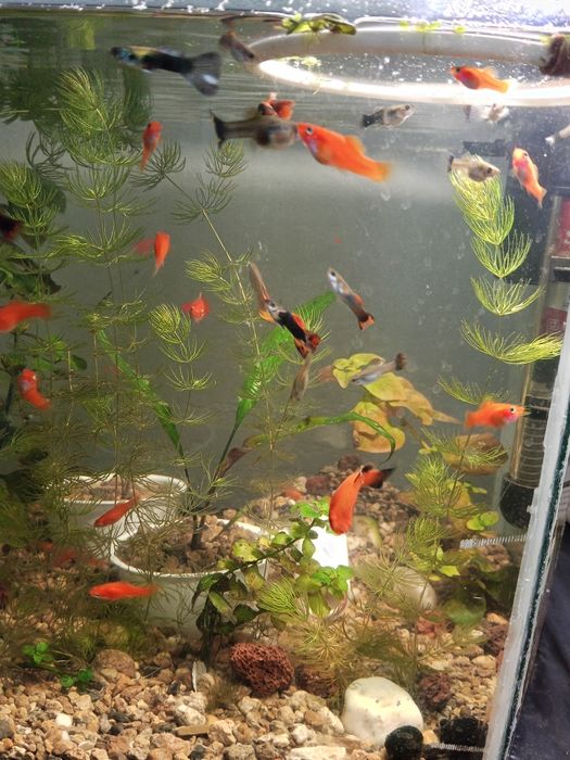 Продаю рыбки для аквариума