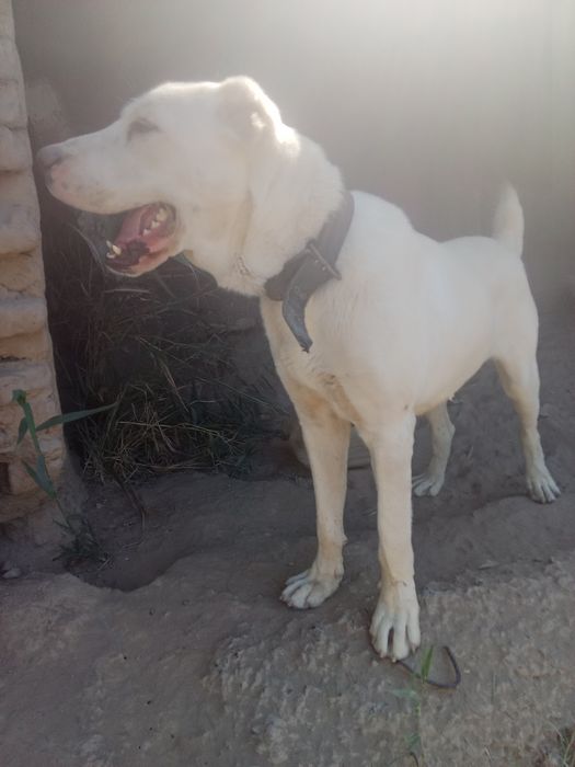 Қазақы төбет ит сатылады