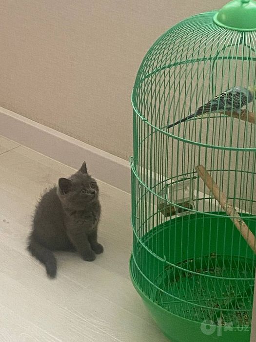 продаём британского котенка, очень послушная девочка, 4 месяца!