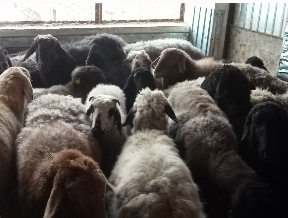 Кои токты бвр багылган