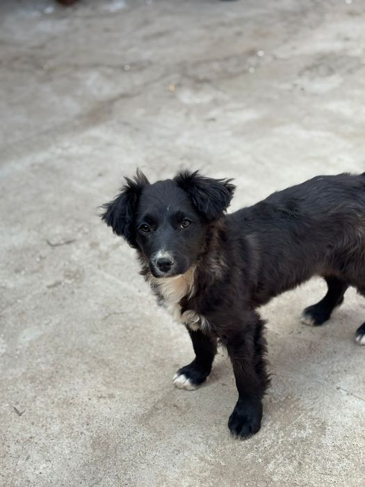 Отдам щенков  бесплатно