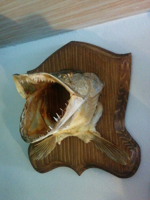 Поставки за ловни трофей