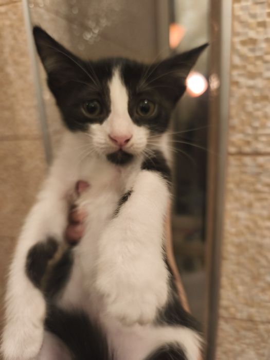 Подарявам котенца