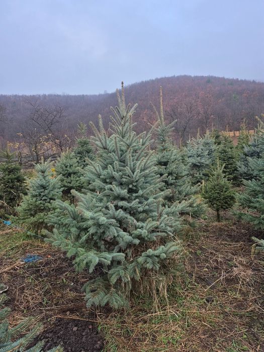 Brad argintiu și verde