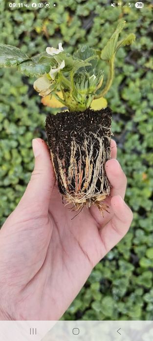 Продавам расад ягоди и малини